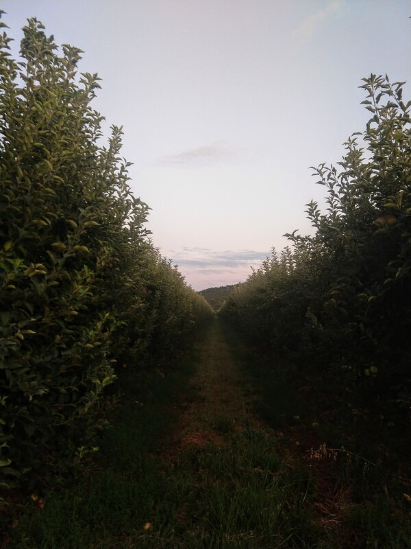 cand-a-plecat-vara-miez-de-mine-140_thumb