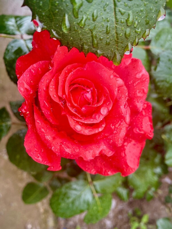 intre-putere-si-neputinta-miez-de-mine-149_thumb