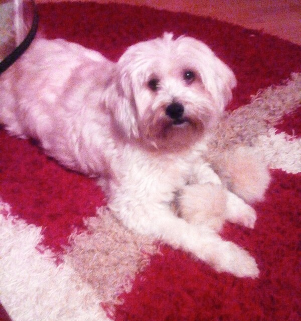 nu-vreau-sa-vad-nici-un-ozn-in-casa-mea-miez-de-mine-29_thumb